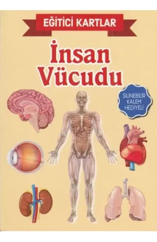 Eğitici Kartlar İnsan Vücudu