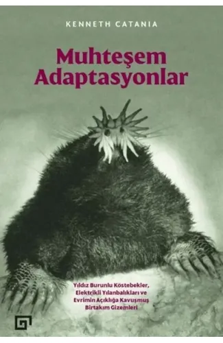 Muhteşem Adaptasyonlar